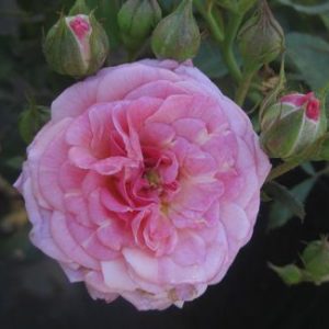 1 gallon - Sweet Drift® Rose (ROSE DRIFT SWEET) - 1 gallon - 1 gallon