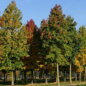 3 gallon - Sweet Gum (LIQUIDAMBAR STYRACIFLUA) - 3 gallon - 3 gallon