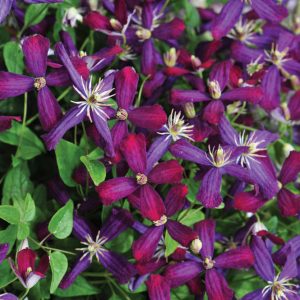 1 gallon - 'Sweet Summer Love' Clematis (CLEMATIS SWEET SUMMER LOVE) - 1 gallon - 1 gallon