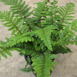 1 gallon - Tassel Fern (FERN -TASSEL) - 1 gallon - 1 gallon