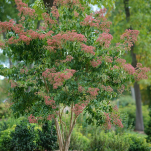 3 gallon - Temple of Bloom® Seven-Son Flower (HEPTACODIUM TEMPLE OF BLOOM) - 3 gallon - 3 gallon