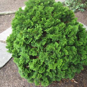 3 gallon 12" - Templehof False Cypress (CHAM. OBTUSA TEMPLEHOF) - 3 gallon 12" - 3 gallon 12"