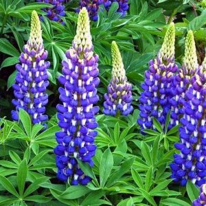 3QT - The Governor Lupine (LUPINUS P. THE GOVERNOR) - 3QT - 3QT