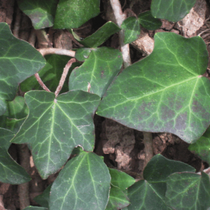 1 gallon - Thorndale English Ivy (HEDERA HELIX THORNDALE) - 1 gallon - 1 gallon