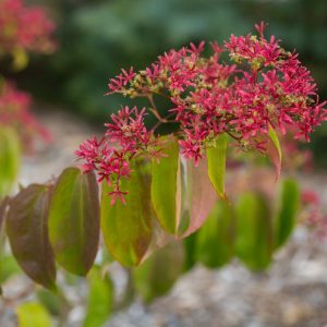 3 gallon - Tianshan® Seven-Son Flower (HEPTACODIUM TIANSHAN) - 3 gallon - 3 gallon