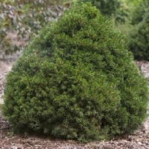 3 gallon 12" - Tompa Norway spruce (PICEA ABIES TOMPA) - 3 gallon 12" - 3 gallon 12"