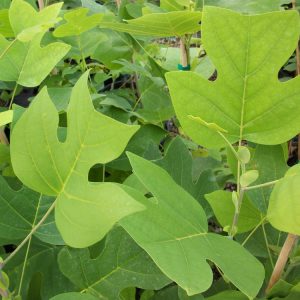 3 gallon - Tuliptree (LIRIODENDRON TULIPIFERA) - 3 gallon - 3 gallon