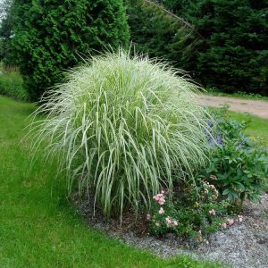 1 gallon - Variegated Maiden Grass (GRASS - M. S. VARIEGATUS) - 1 gallon - 1 gallon