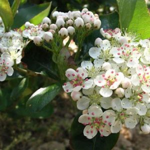 Viking Aronia / Black Chokeberry (ARONIA MEL. VIKING)