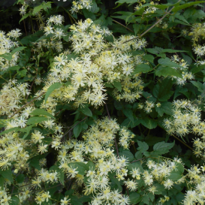 1 gallon - Virgin's Bower Clematis (CLEMATIS VIRGINIANA) - 1 gallon - 1 gallon