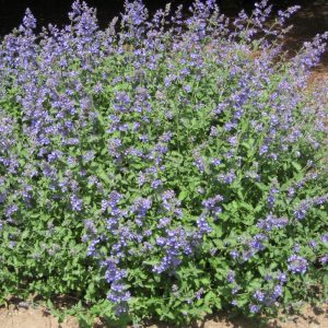 1 gallon - Walker's Low Catmint (NEPETA X WALKERS LOW) - 1 gallon - 1 gallon