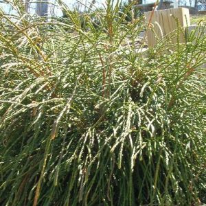 2 gallon 10" - Whipcord Western Red Cedar (THUJA PLICATA WHIPCORD) - 2 gallon 10" - 2 gallon 10"