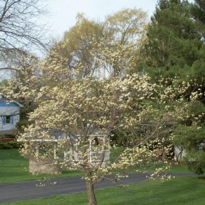 3 gallon - White Flowering Dogwood (CORNUS FLORIDA) - 3 gallon - 3 gallon