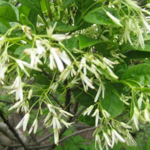 3 gallon - White Fringetree (CHIONANTHUS VIRGINICUS) - 3 gallon - 3 gallon