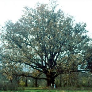 3 gallon - White Oak (QUERCUS ALBA) - 3 gallon - 3 gallon