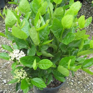 3 gallon 18" - Winterthur Viburnum (VIBURNUM NUDUM WINTERTHUR) - 3 gallon 18" - 3 gallon 18"